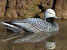 Emperor Goose (WWT Slimbridge April 2013) - pic by Nigel Key